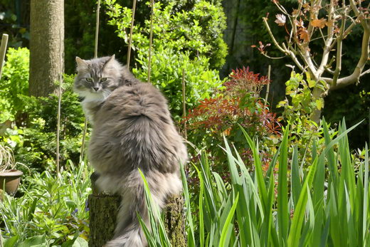 Sibirische Katze Floris-Yanfa von der Gronau