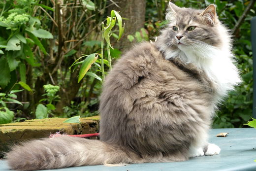 Sibirische Katze Floris-Yanfa von der Gronau