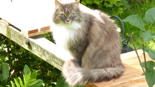 Sibirische Katze Floris-Yanfa von der Gronau