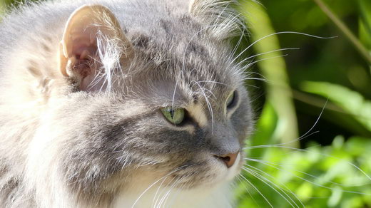 Floris von der Gronau - Sibirische Katze