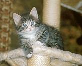 Isidor von der Gronau * Sibirische Katze
