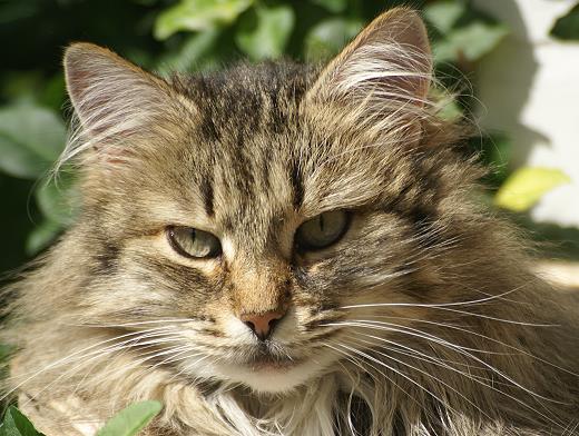 Sibirische Katze Jekaterina von der Gronau