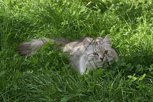 Sibirische Katze Darinja-Lima von der Gronau