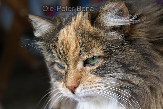 Oksana - Sibirische Katze