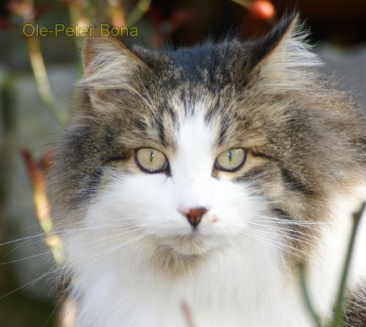 Sibirische Katze Rasputin von der Gronau