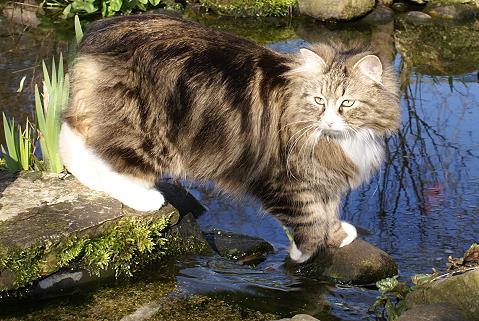 Sibirische Katze Griseldis von der Gronau