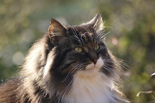 Sibirische Katze Wassya von der Gronau