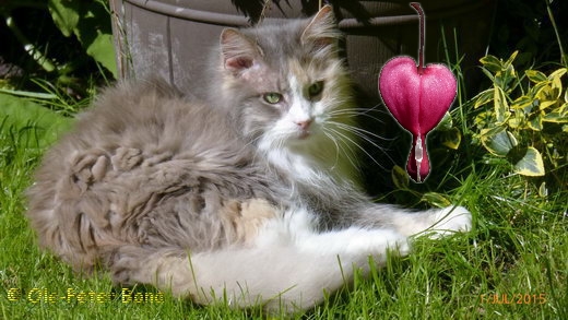 Sibirische Katze Tatjushka von der gronau