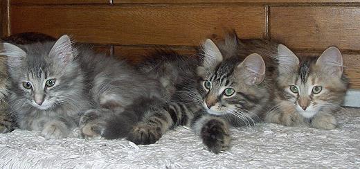 Sibirische Katzen - A-Wurf von der Gronau