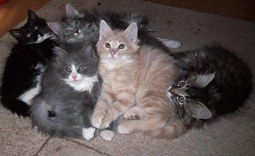 B-Wurf-Sibirische Katzen von der Gronau