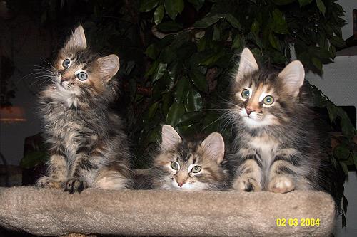 C-Wurf-Sibirische Katzen von der Gronau
