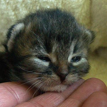 Sibirische Katzen Enja von der Gronau