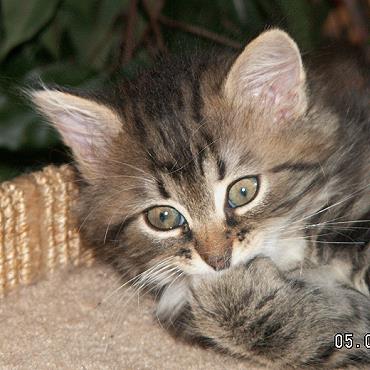 Sibirische Katzen Enja von der Gronau