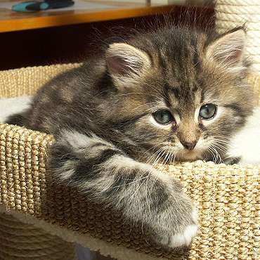 Sibirische Katzen Enja von der Gronau