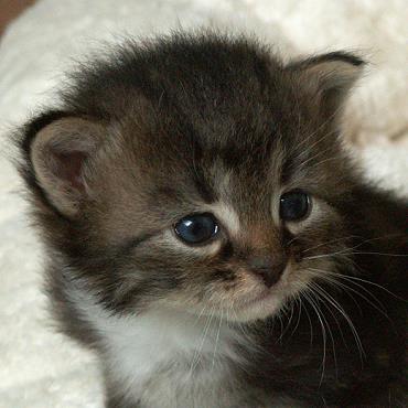 Sibirische Katzen Enja von der Gronau