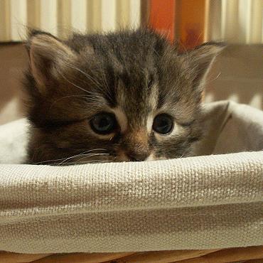 Sibirische Katzen Enja von der Gronau