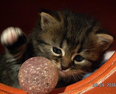 Sibirische Katzen Enja von der Gronau