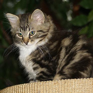 Sibirische Katzen Enja von der Gronau