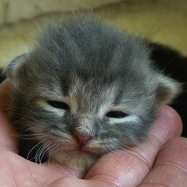 Sibirische Katzen Eyra von der Gronau