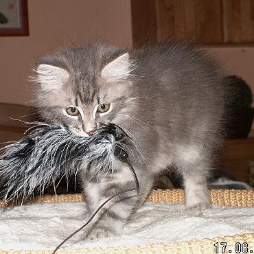 Sibirische Katzen Eyra von der Gronau