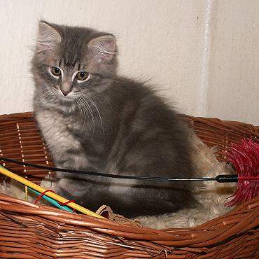 Sibirische Katzen Eyra von der Gronau