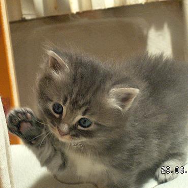 Sibirische Katzen Eyra von der Gronau