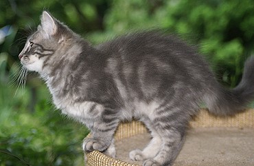 Sibirische Katzen Eyra von der Gronau