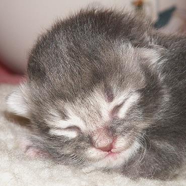 Sibirische Katzen Eyra von der Gronau