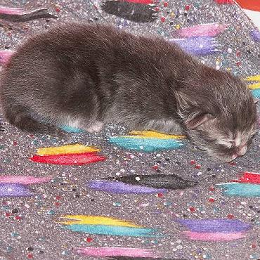 Sibirische Katzen Eyra von der Gronau
