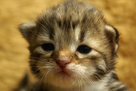 Ikarus-Sibirische Katzen Ikarus von der Gronau