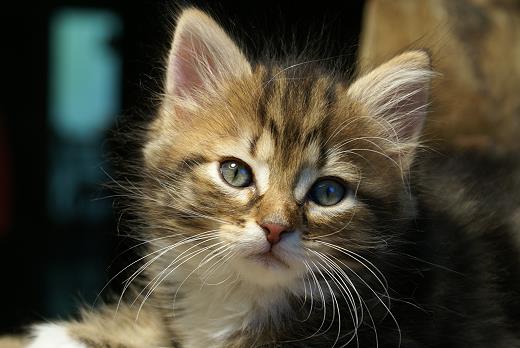 Iluna-Sibirische Katzen Iluna von der Gronau