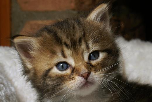 Iluna-Sibirische Katzen Iluna von der Gronau