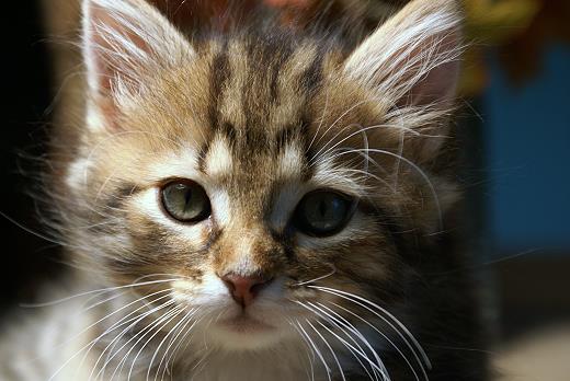 Iluna-Sibirische Katzen Iluna von der Gronau