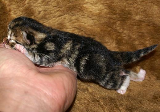 Iluna-Sibirische Katzen Iluna von der Gronau