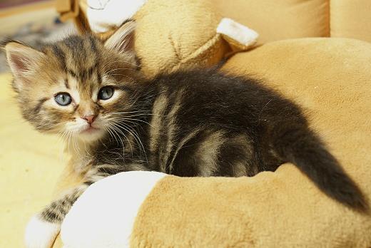 Iluna-Sibirische Katzen Iluna von der Gronau