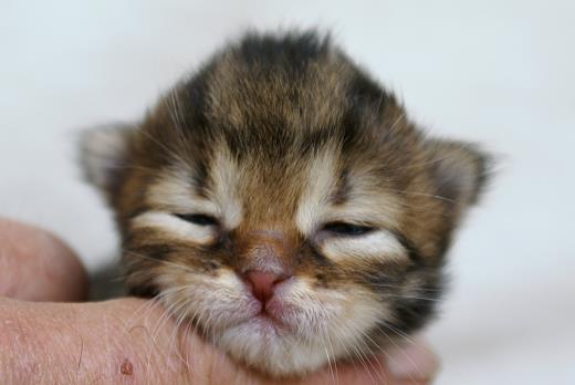 Iluna-Sibirische Katzen Iluna von der Gronau