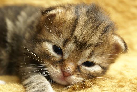 Iluna-Sibirische Katzen Iluna von der Gronau