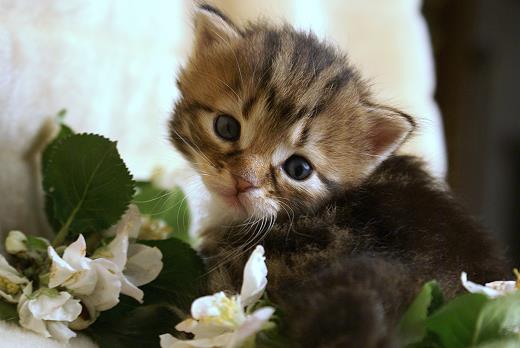 Iluna-Sibirische Katzen Iluna von der Gronau