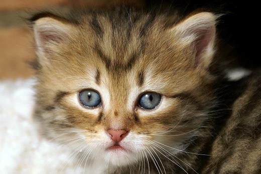 Ina-Sibirische Katzen Indira von der Gronau