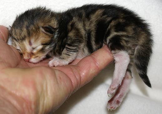 Ina-Sibirische Katzen Indira von der Gronau