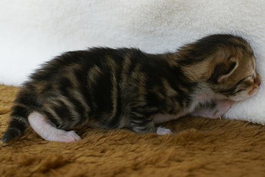 Ina-Sibirische Katzen Indira von der Gronau