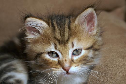 Ina-Sibirische Katzen Indira von der Gronau