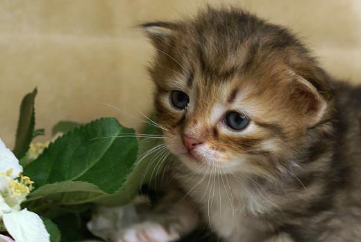 Ina-Sibirische Katzen Indira von der Gronau