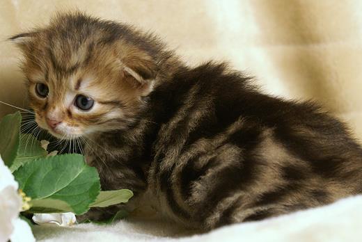 Ina-Sibirische Katzen Indira von der Gronau