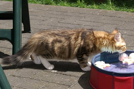 Indira-Sibirische Katzen Indira von der Gronau