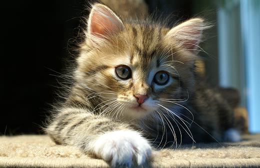 Ina-Sibirische Katzen Indira von der Gronau