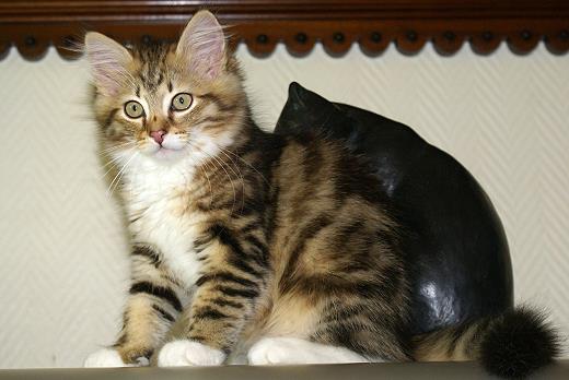 Indira-Sibirische Katzen Indira von der Gronau