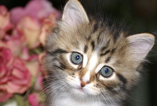 Jule-Sibirische Katzen Jule von der Gronau