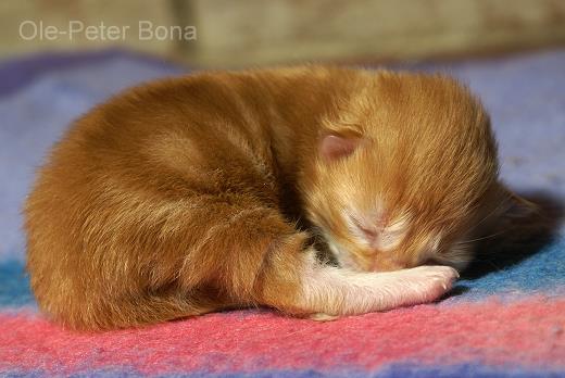 Kalle-Sibirische Katzen von der Gronau - 25479 Ellerau - 04106 71661