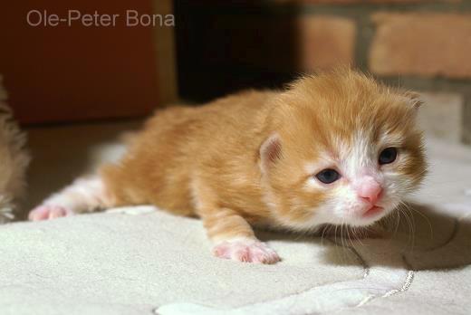 Katrinchen-Sibirische Katzen von der Gronau - 25479 Ellerau - 04106 71661